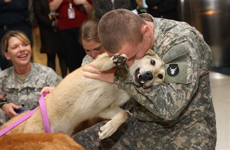 Protect And Serve Military Dogs Pets Dog Adopt Love Cute