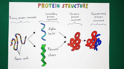 Protein Structure Made Easy Youtube