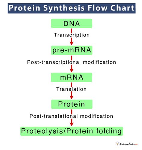 Protein Synthesis Location Process Steps Diagram