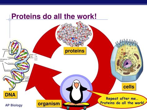 Proteins Are Made Where In The Cell