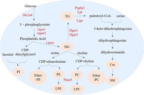 PTP1B's Role in 3T3-L1 Adipogenesis: Unlocking Fat Cell Secrets