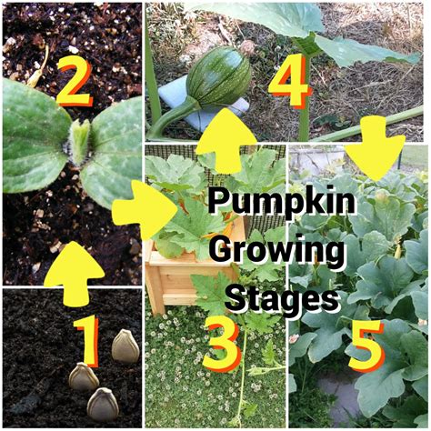 Pumpkin Growth Stages