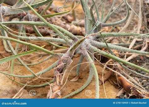 Puya Laxa Plant In Zurich In Switzerland Stock Image Image Of Urban