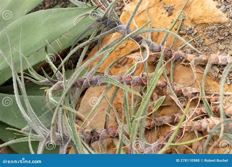 Puya Laxa Plant In Zurich In Switzerland Stock Photo Image Of Scenery