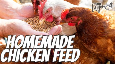 Quick And Easy Chicken Feed For Any Size Farm Youtube