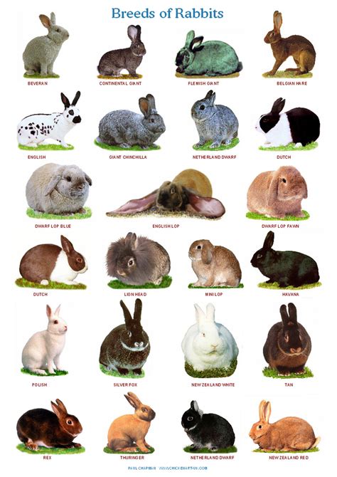 Rabbit Breeds List Breeds Of Rabbits Chart Info Photos