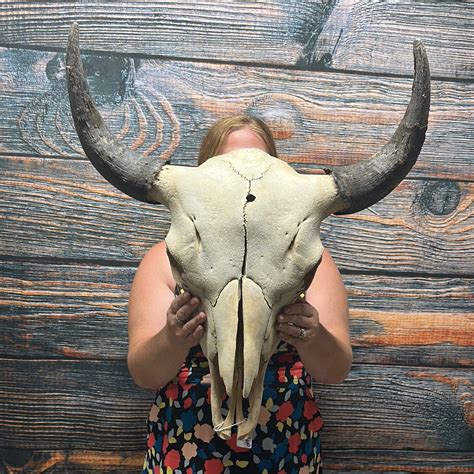 Real American Bison Buffalo Skull Doug Soddsnends