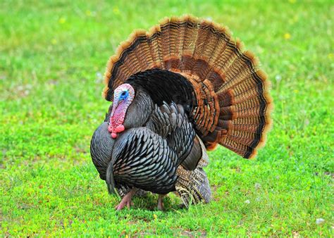 Real Turkey Pictures