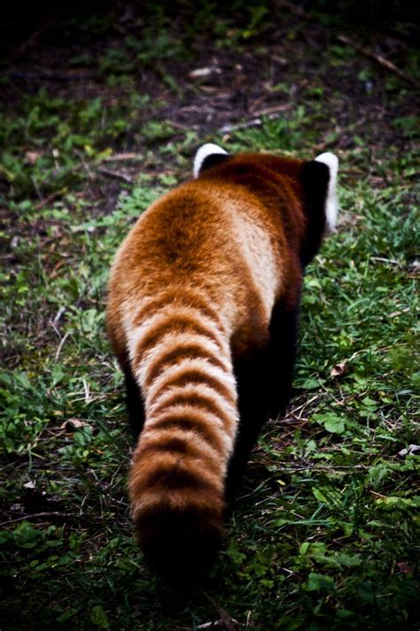 5 Surprising Facts About Red Panda Tails