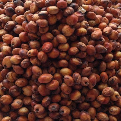 Red Sorghum Mdeca