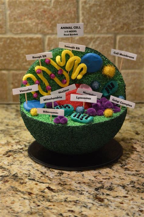 Reed S 7Th Grade Advanced Science Animal Cell Project 3D Animal Cell