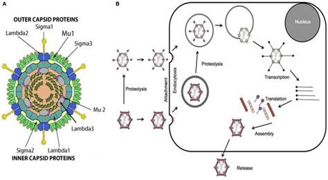 Reovirus Structure And Infectious Cycle A Reovirus Is A