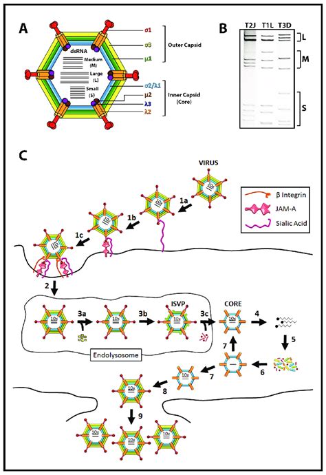 Reovirus Structure And Replication A Reovirus Outer Capsid And Inner