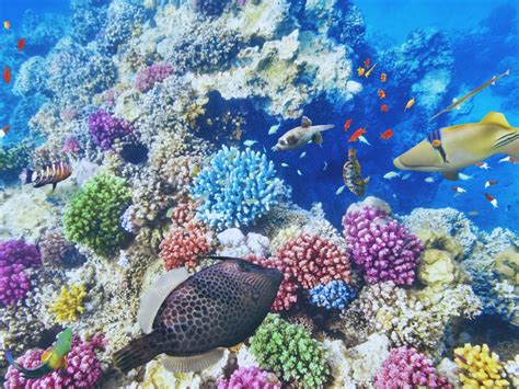 3D Printing Coral Shapes: Revolutionizing Reef Conservation - Military ...