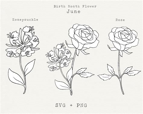 Rose Svg Honeysuckle Svg June Birth Month Flowers Birthday Flowers