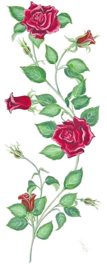 Rose Vine Drawing Designs At Paintingvalley Com Explore Collection Of Rose Vine Drawing Designs