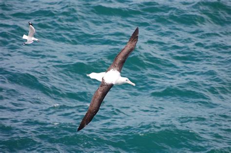 Royal Albatross 3M Vs Seagull Dsc 1828 Gieske Flickr