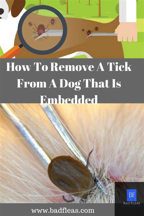 Safely Remove Wood Ticks Deer Ticks Dog Ticks With Tick Key Removing Tool Youtube