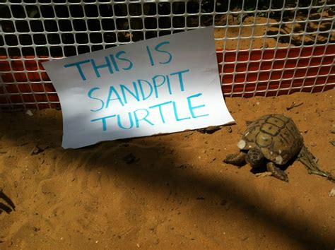 Sandpit Turtle On Tumblr