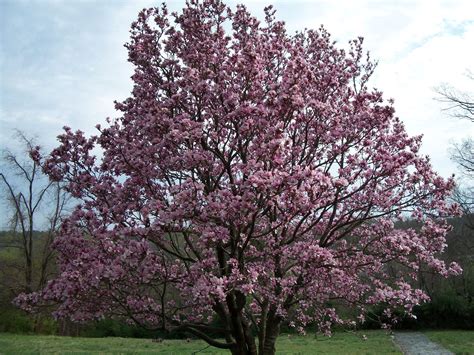 Saucer Magnolia Everything Is Possible Small Trees Landscaping Ideas Spring Time Magnolia