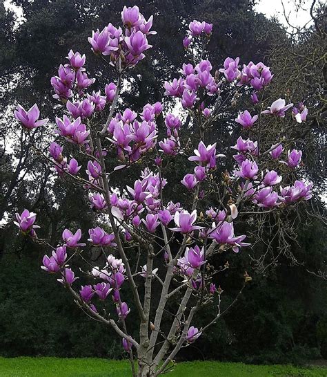 Saucer Magnolia