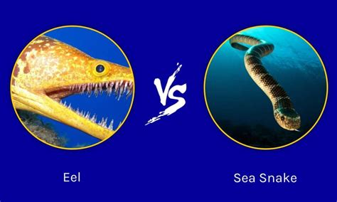 Sea Snake Vs Eel 5 Key Differences Explained Wiki Point