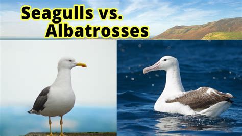 Seagulls Vs Albatrosses How To Distinguish Them Youtube