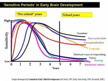 Sensitive Periods Of Early Brain Development Education Policy Kids