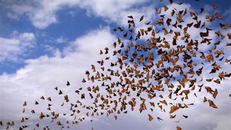 Shared Skies Monarchs Amp Migratory Birds U S Fish Amp Wildlife Service