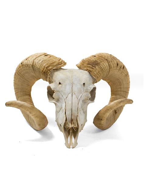 Sheep Ram Skull: A Symbol of Power and Strength