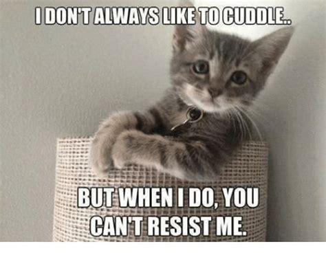 Side Eye Cat Cat Cuddle Cat Memes Cats