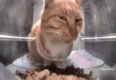 Side Eye Cat Gif Mr Fresh Side Eye Cat Know Your Meme