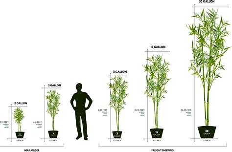 Sizes Archives Plant Ideas