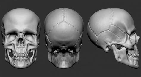 Skull 3D Model Free