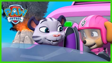 Skye Saves The Tigers From A Volcano Paw Patrol Cartoons For Kids Compilation Youtube