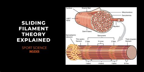 Sliding Filament Theory 1 Youtube