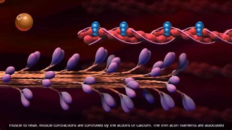 Sliding Filament Theory Biology Quizizz