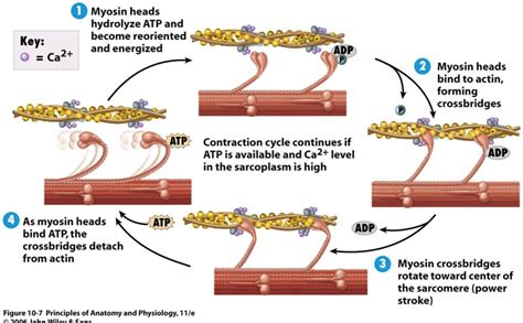 Sliding Filament Theory Steps Diagram Quizlet