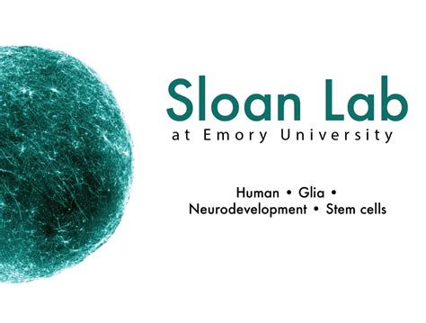 Sloan Lab Emory University Glial Biology And Neurodevelopment