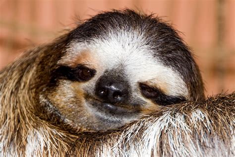 5 Reasons Why Sloths Are Unbearably Cute