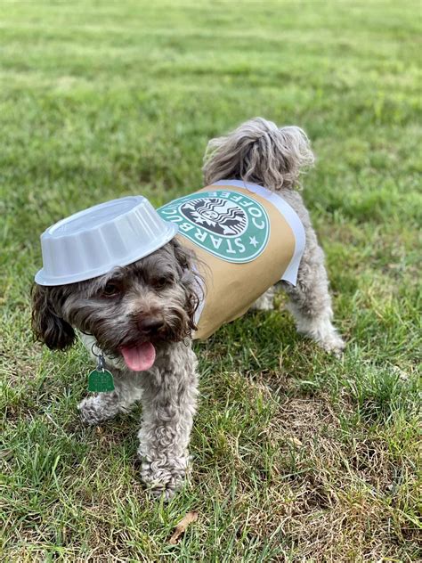 Cute Small Dog Halloween Costumes to Try