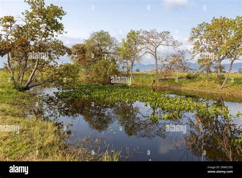 Small Lake With Water Plants And Beautifully Surrounded By Trees In The