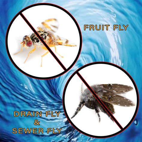 Snapklik Com Fruit Fly Drain Fly Killer Simple Commercial Drain