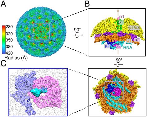 5 Insights into σNS Structure Reovirus