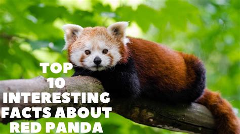 Some Interesting Facts About Red Panda Youtube