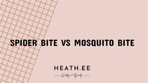 Spider Bite Vs Mosquito Bite A Comparison Heathe