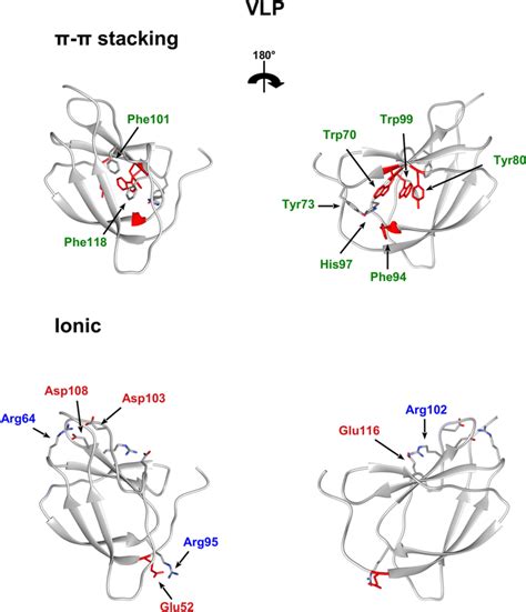 Structural Impact Of Vlp Mutations Cartoon Representation Of The Vlp