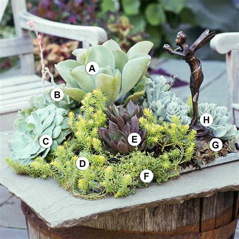 Succulent Container Garden Plans Better Homes Gardens