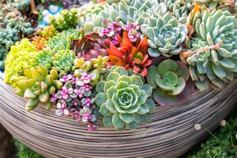 Succulent Plants For Year Round Beauty And Minimal Care