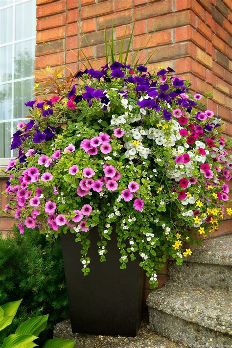 Summer Gardening Tips For Your Container Plants